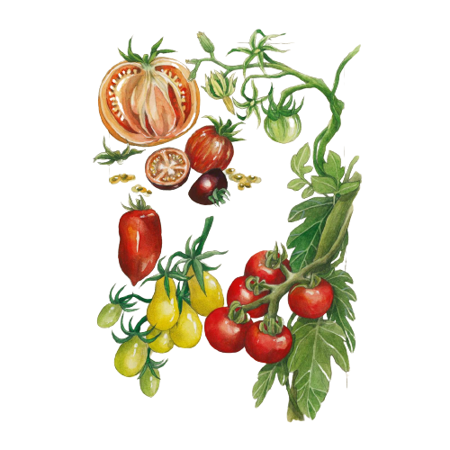 Ilustración de inicio